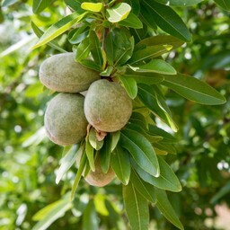 نهال بادام تلخ مناسب برای تهیه روغن بادام ارتفاع 3 متری