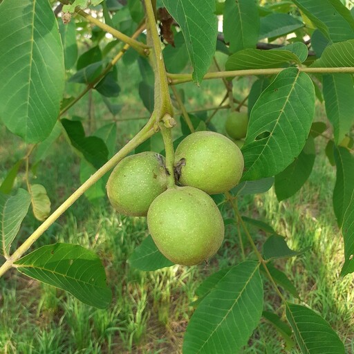 نهال گردو خوشه ای بسیار پربار و پایه کوتاه با بار نسبتأ ریز