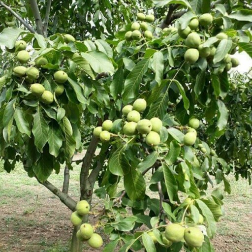 نهال گردو چندلر پیوندی تجاری ترین رقم در حال حاضر ایران