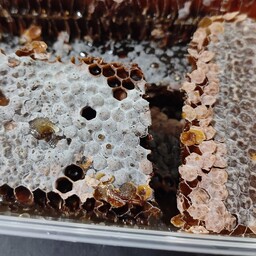 عسل موم دار طبیعی مستقیم از تولیدکننده یک کیلویی 