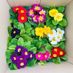 پک 9 تایی گل پامچال طبیعی و رنگی سایز 12 هزینه ارسال بصورت پس کرایه با مشتری 