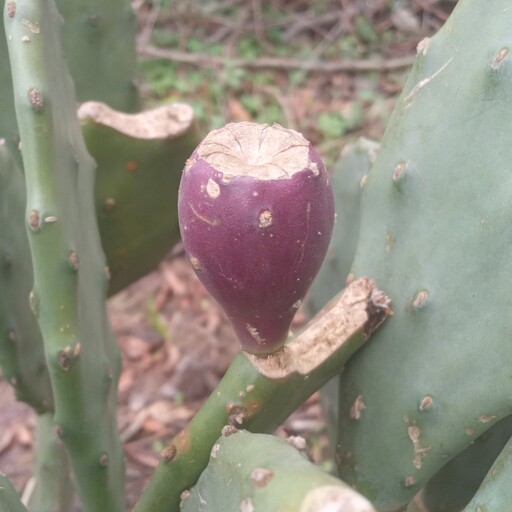 بذر کاکتوس اپونتیا میوه بنفش (بسته 15 عددی )