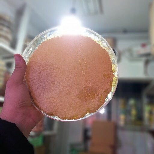عسل شان چنبره تولید در دامنه های سهند
