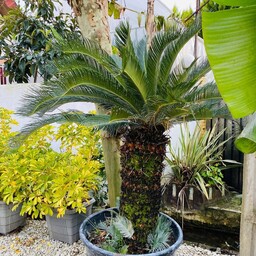 گل و گیاه آپارتمانی و گلخانه ای سیکاس 22 ساله ریشه محکم و با استقامت سایز بزرگ به صورت عمده و تکی