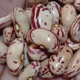 لوبیا چیتی محصول امسال روستای آدا کاملا بهداشتی ازتولیدبه مصرف  دربسته بندی 800گرم