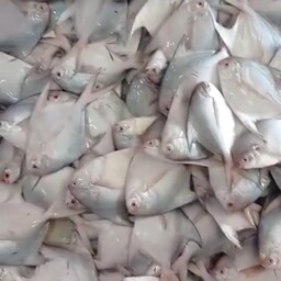 ماهی زبیدی(ماهی حلوا سفید) یکی از ماهی معروف و صادراتی 