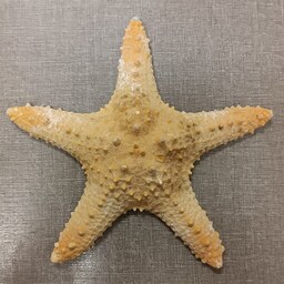 ستاره دریایی کد n13