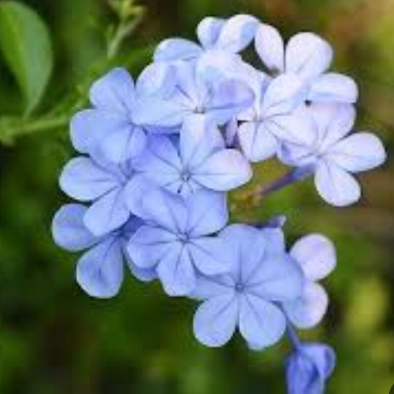 یاس آبی  رنگ ، رونده  گلدان سطل 3  ارسال باربری 