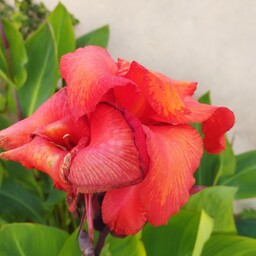 پیاز گل اختر یا زنبق موزی Cenna Lily 
