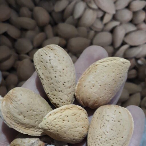 بادام درختی سنگی درجه یک 500 گرمی، بادوم سنگی.     