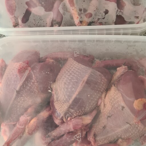 گوشت کبوتر چاهی ارگانیک در بسته های 3 عددی پاک شده در ظروف یکبار مصرف .