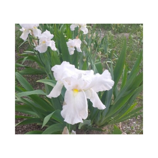 زنبق هلندی سفید معطر گل درشت