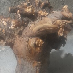 ریشه درخت برای کارهای دکوری وتزئینی