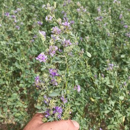 بذر یونجه (50 گرمی)مناسب برای کاشت در گلدان و باغچه