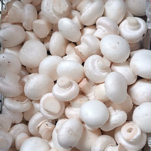 کمپوست قارچ دکمه ای ، حاوی بذر قارچ، بذر زنی شده، حداقل فروش 1000 کیلوگرم، محصول شرکت یکتای سپاهان اصفهان 