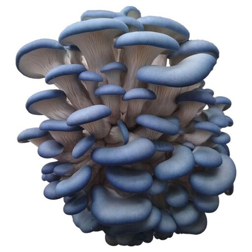 کمپوست  قارچ صدفی آبی   بسته4کیلویی  در خانه و اتاق و پارکینگ  و انباری میشه پرورش داد 