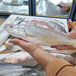  ماهی شوریده درشت، کیلویی 649 هزار تومان 