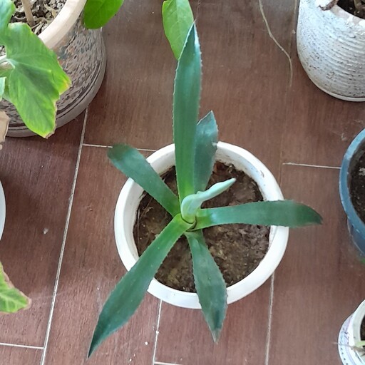 گیاه کاکتوس مدل چتری زیبا وخاص،نیاز ب نور کافی،آبیاری بعد از خشک شدن خاک گلدان