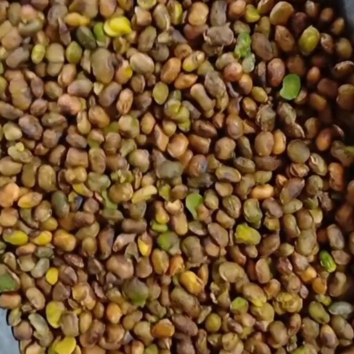 مغز  بنه کوهی ( مغز  پسته کوهی ) 10 کیلویی تازه و امسالی صد در صد طبیعی  محصول جنگل های بناب ارسنجان فارس