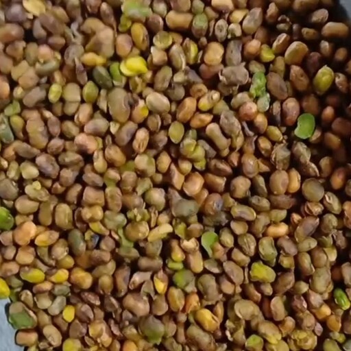 مغز بنه (مغز پسته کوهی ) 3000 گرمی، طبیعی و تازه،  برداشتی از جنگل های بناب ارسنجان فارس 