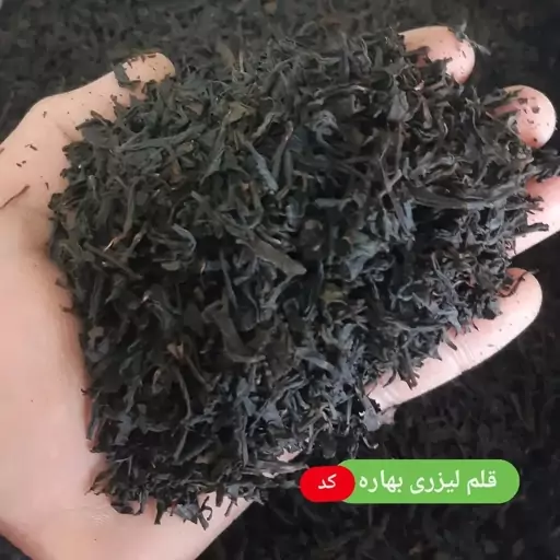 چای وزین درشت 1403   (450 گرمی)قلم لیزر شده فاقد ساقه اعلا