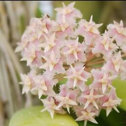 گل هویا اریتروستما پینک گیاهچه خاص و کمیاب با گلهای صورتی 