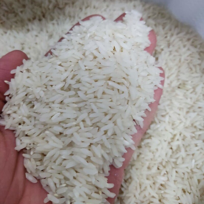 برنج طارم بینام کشت دوم فریدونکنار 