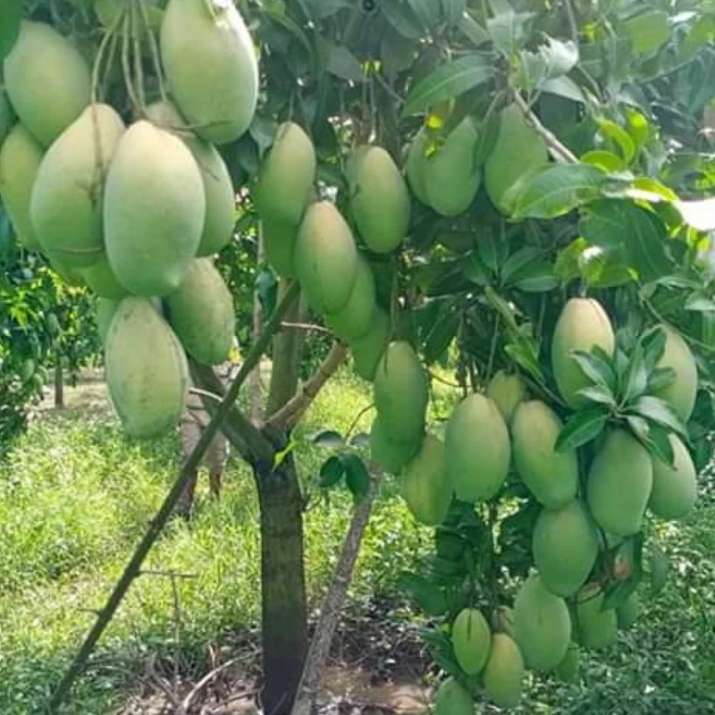 نهال انبه مصری پیوندی