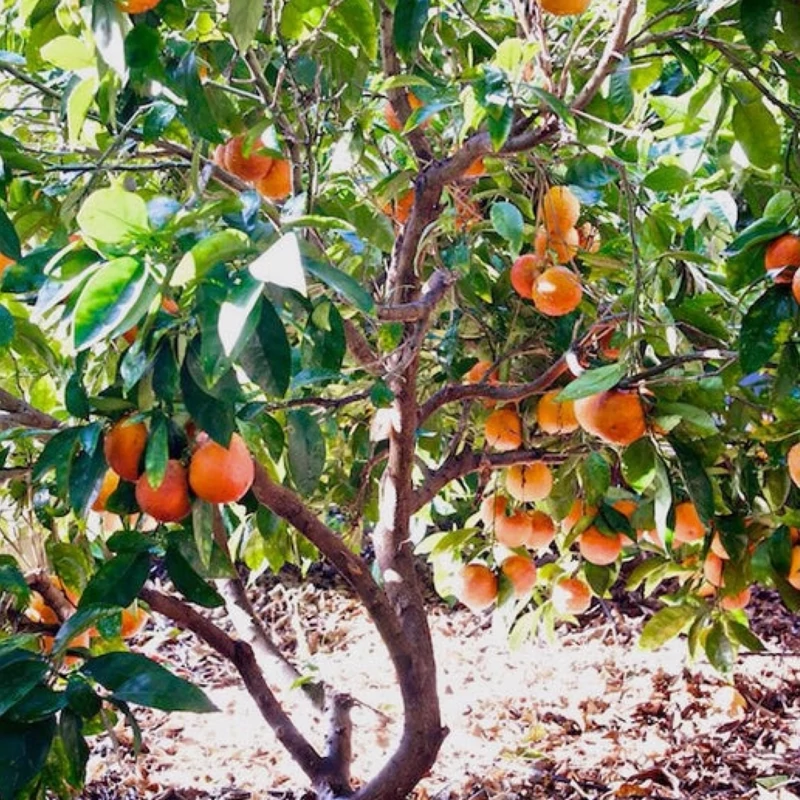 نهال پرتقال خونی