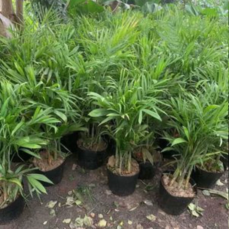 نهال نخل اریکا