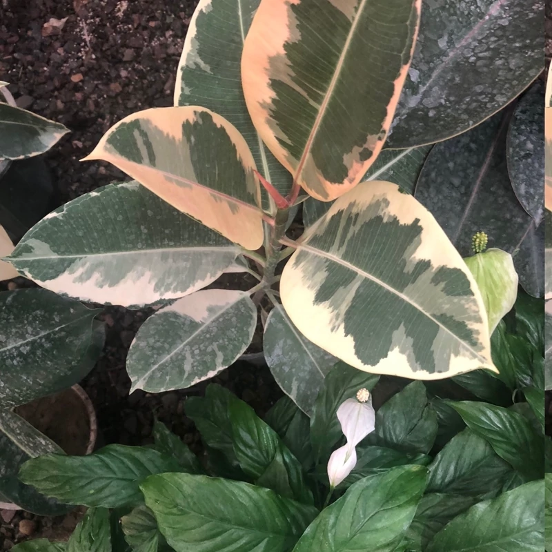 نهال فیکوس ابلق