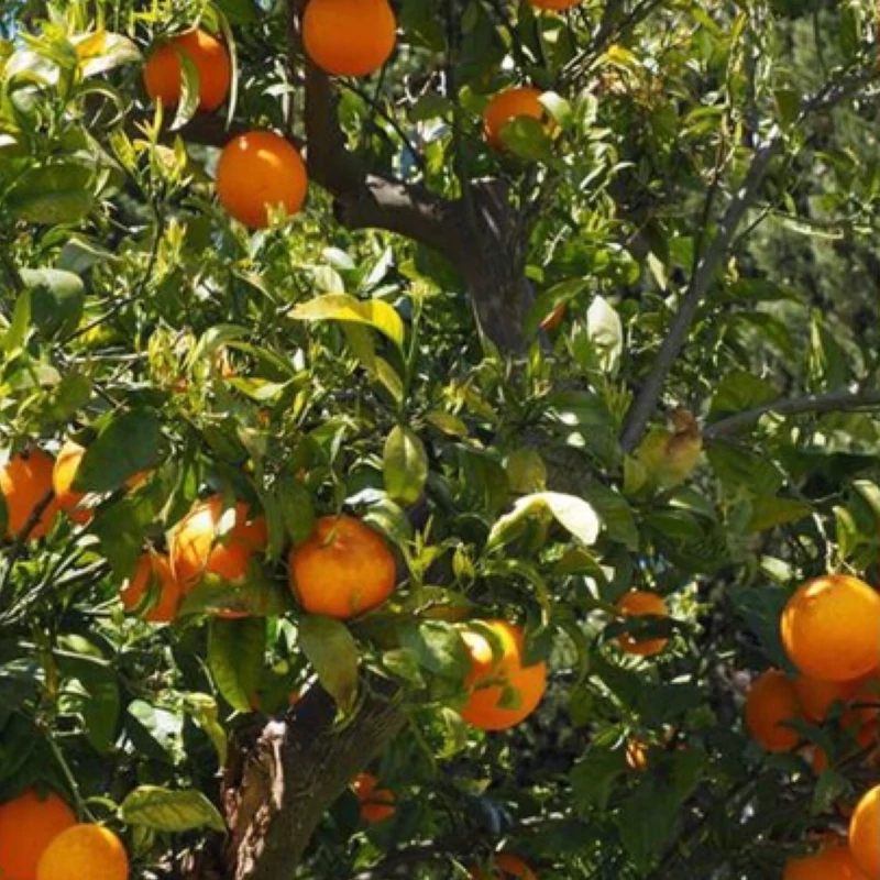 نهال پرتقال تامسون