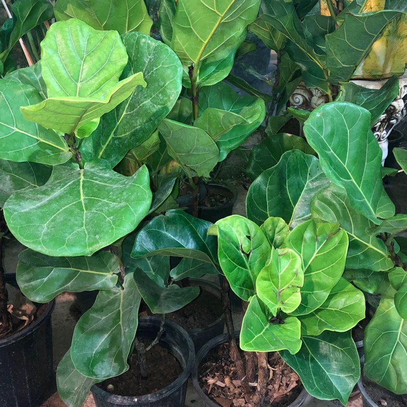 نهال فیکوس لیراتا یا سنگاپوری