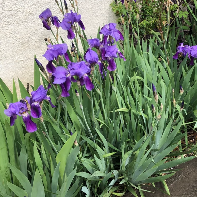 بوته زنبق بنفش ژاپنی