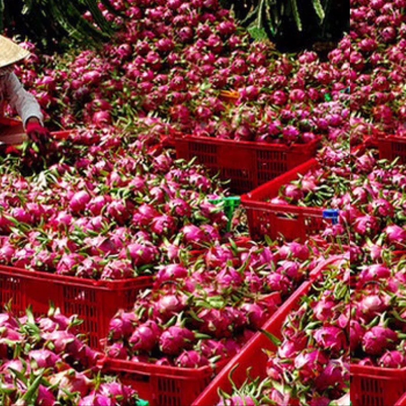 نهال دراگون فروت قلمه بالغ