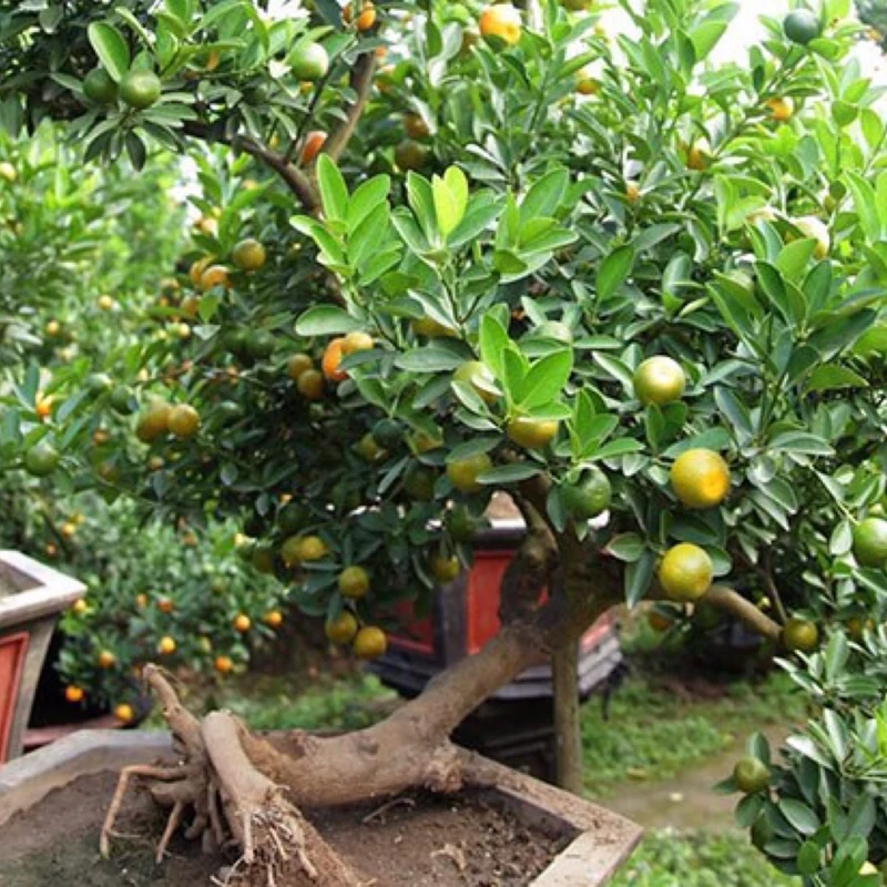 نهال نارنگی چهار فصل