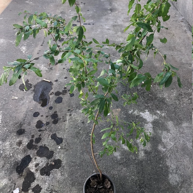 نهال انار  هیبرید شیرین