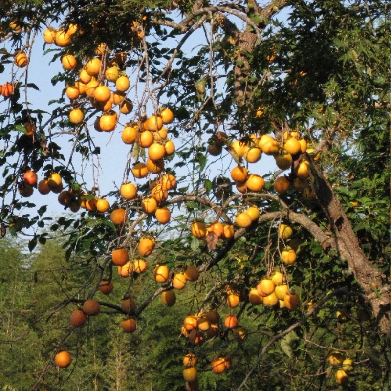 نهال خرمالو سیبی سفت
