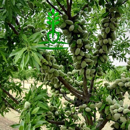 نهال بادام سایز بزرگ بن دار