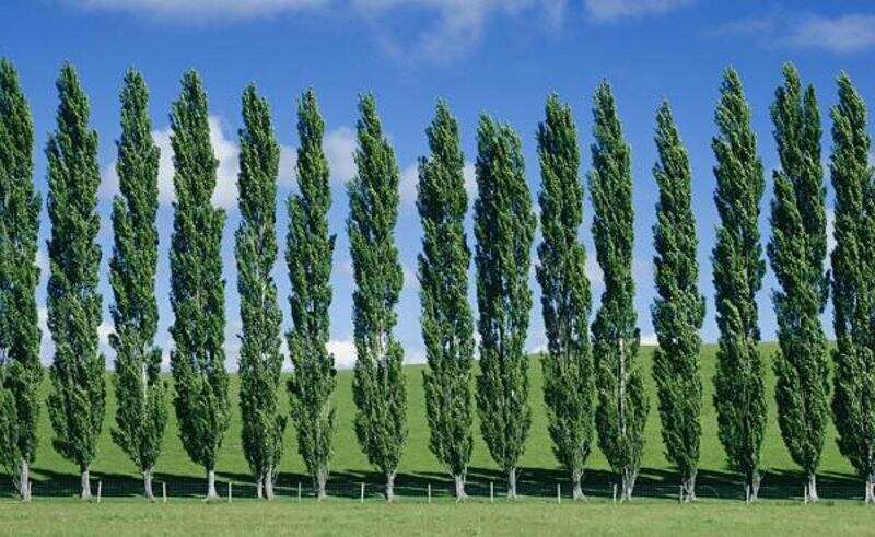 نهال صنوبر کبوده دسته انگشتی