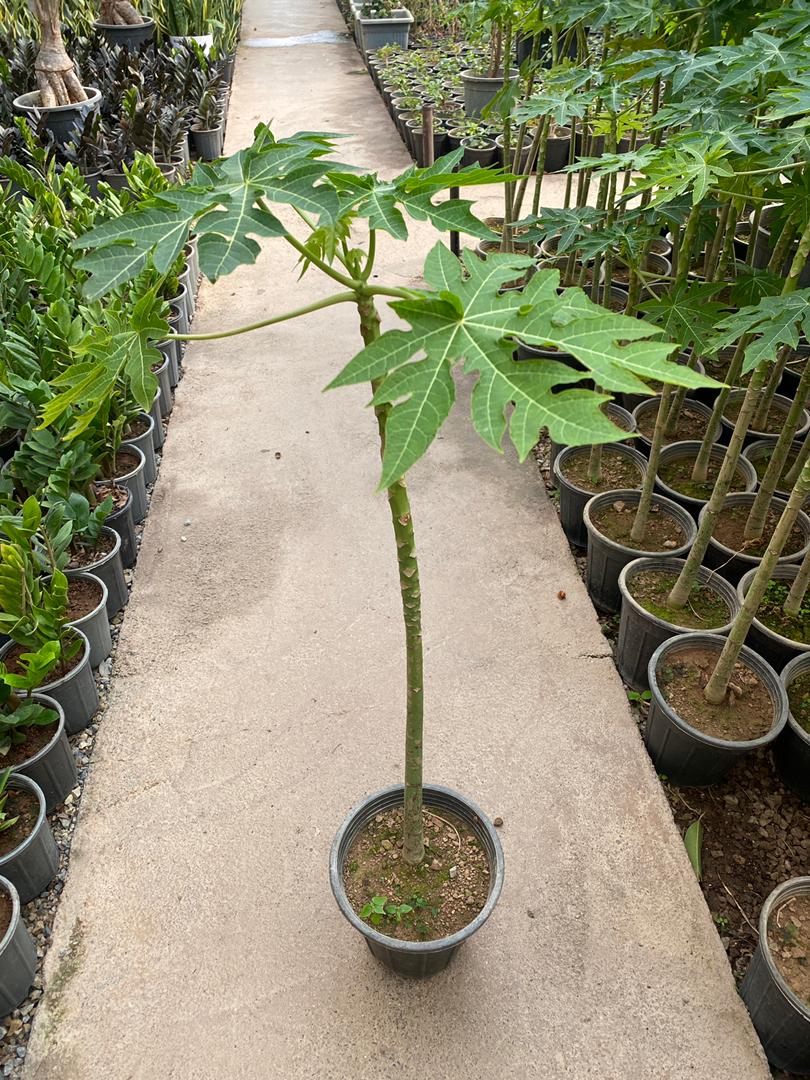 نهال پاپایا