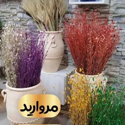 دسته گل خشک مرواریدی با کیفیت 