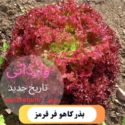 بذر کاهو فرانسوی قرمز بسته 25عددی کاشت آسان در منزل و گلدان