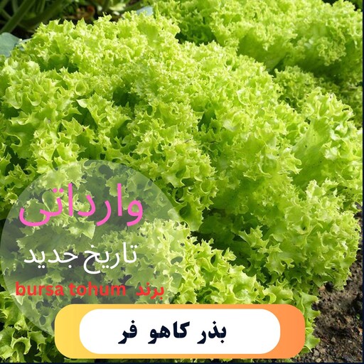 بذر کاهو فرانسوی سبز بسته 25عددی