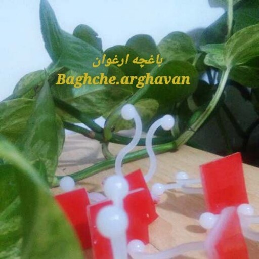 گیره پتوس بسته 5عددی