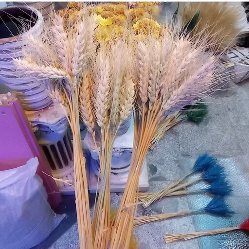 خوشه گندم دسته گندم طبیعی تزئیتی گل خشک گل آپارتمانی گل مصنوعی گندم سنبل برکت و رزق و روزی 