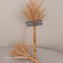 خوشه گندم طبیعی در دسته 20تایی 40تایی و 50 تایی