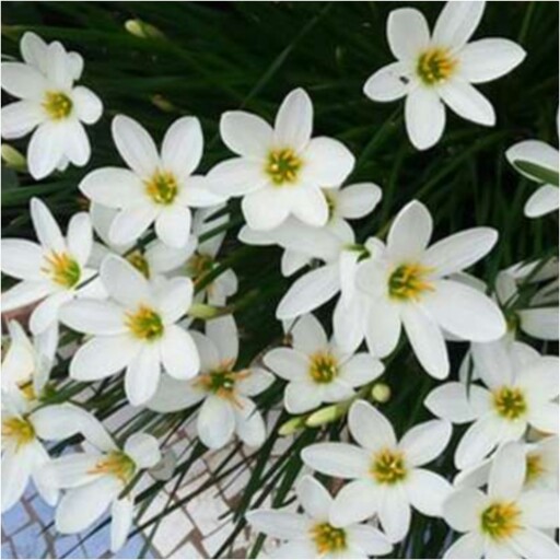 پیاز ریزوم سوسن باران سفید با برگهای نازک و ظریف و گلهای سفید خیلی دلبر