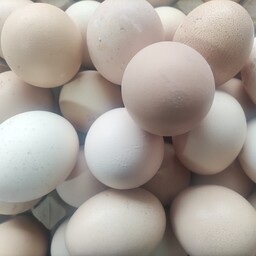 تخم مرغ تازه صد در صد محلی