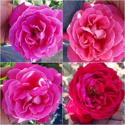 نهال گل محمدی گلدانی 